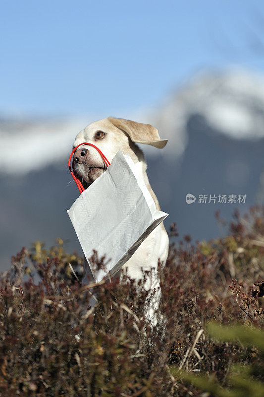 狗和一个白色的袋子