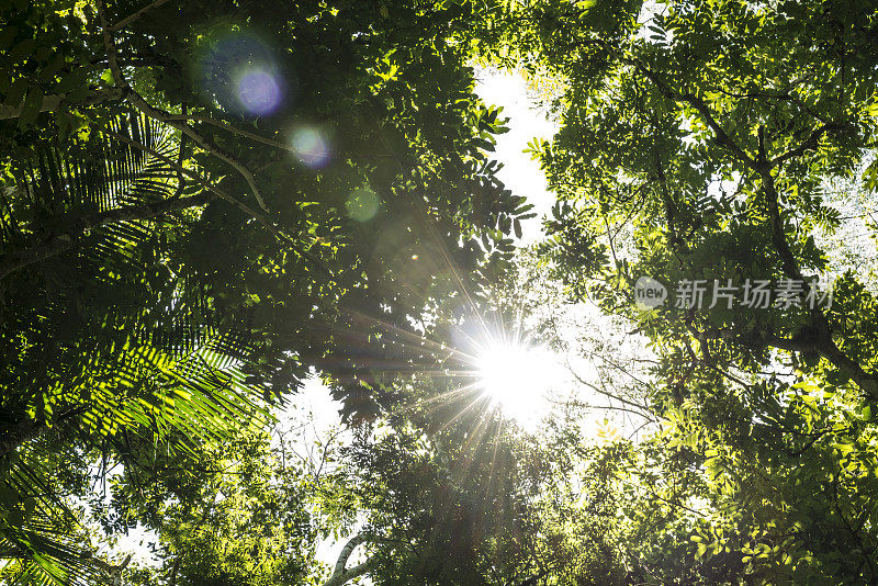 热带雨林