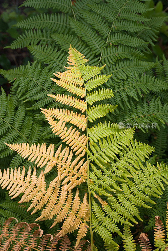 两个音调蕨类植物