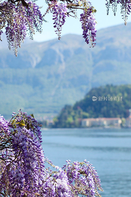 美丽盛开的紫藤在高山背景