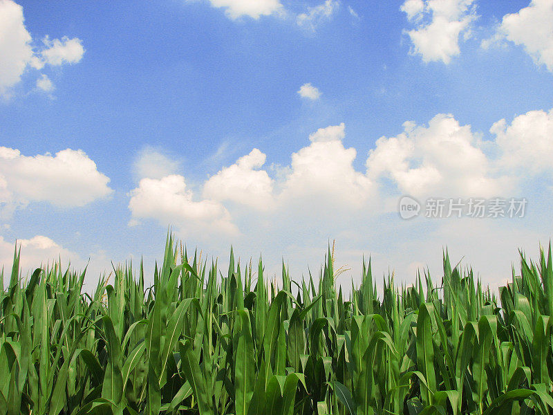 玉米和云
