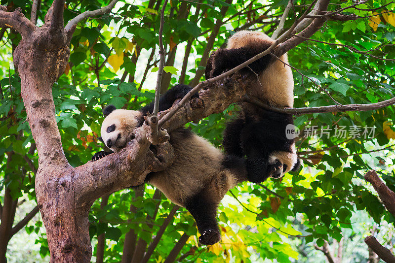 小大熊猫在树上玩耍