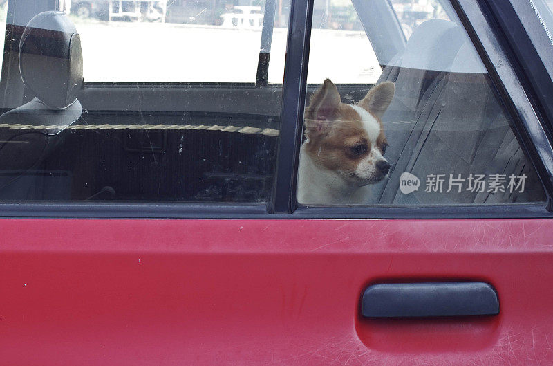 狗在车