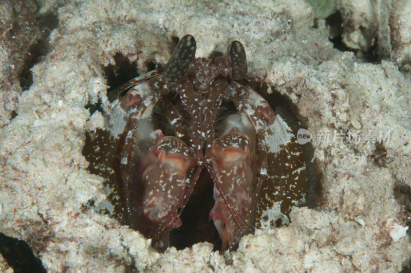 巨型螳螂虾