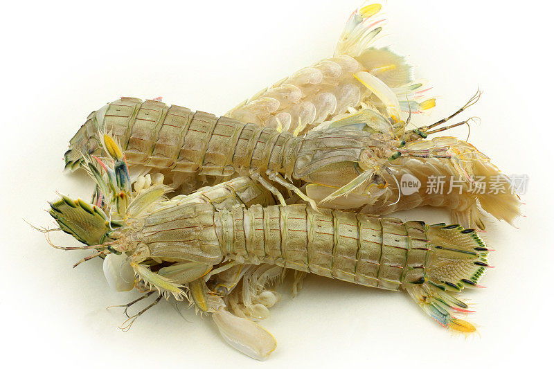 螳螂虾在白色的背景