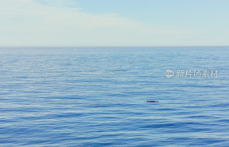 浩瀚的海洋风景，鲸鱼或海豚