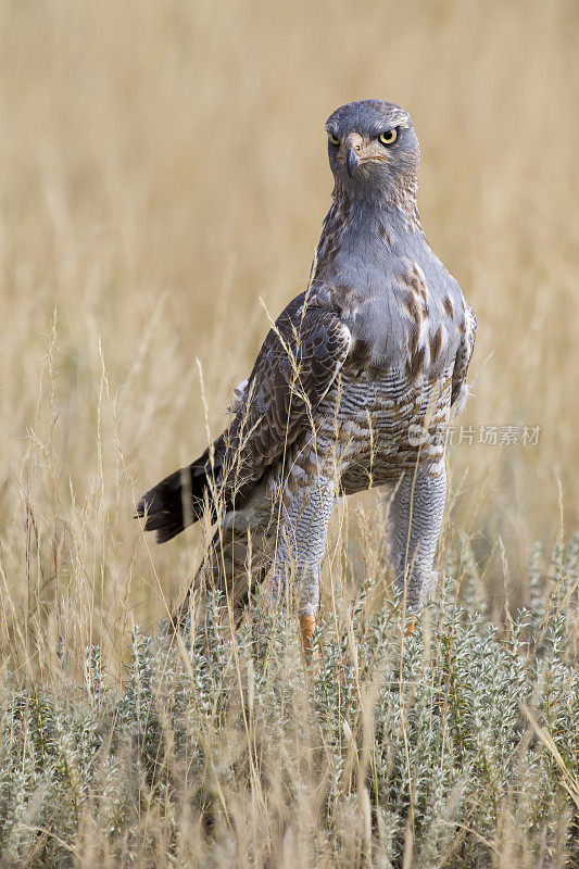 雄性苍鹰在喀拉哈里沙漠的地面上寻找食物