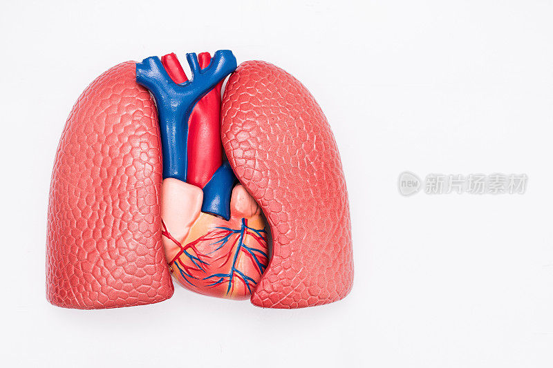 内脏假人的特写在白色的背景上。人体解剖学的模型。心肺解剖学。