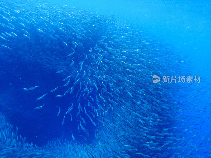沙丁鱼聚集在蓝色的海水中。巨大的鱼群在海底的照片。
