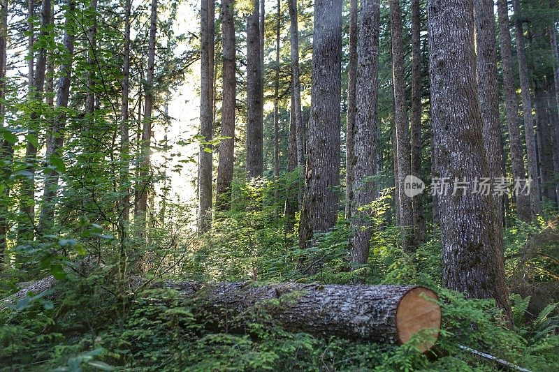伐木，倒下的树，华盛顿州森林，高大的树