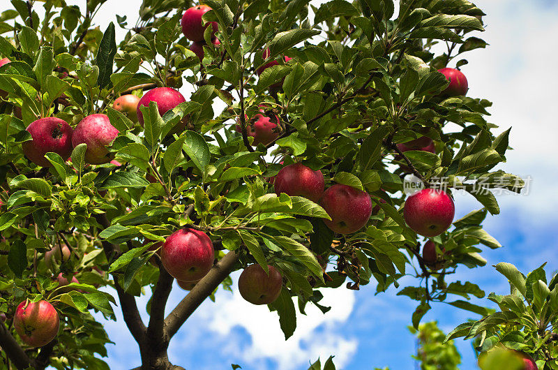 一个红苹果在果园的树上的特写