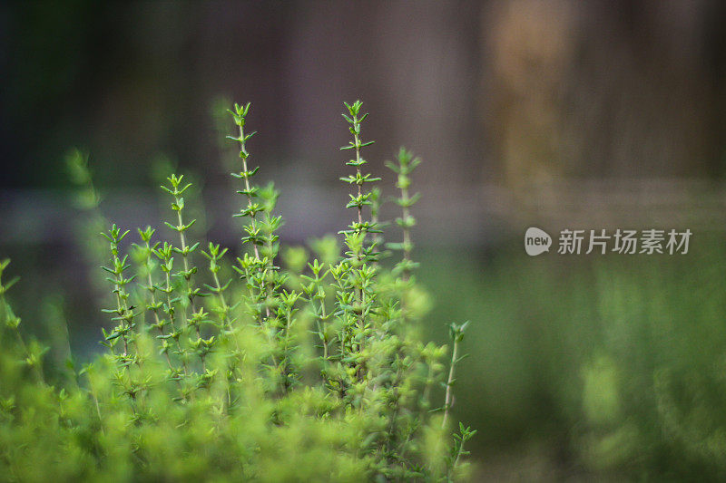 药草园特写