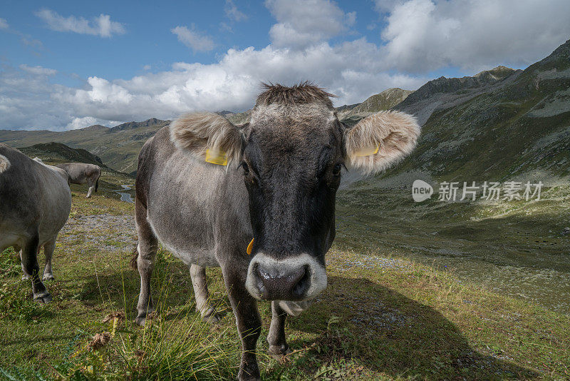 瑞士草地上的瑞士奶牛