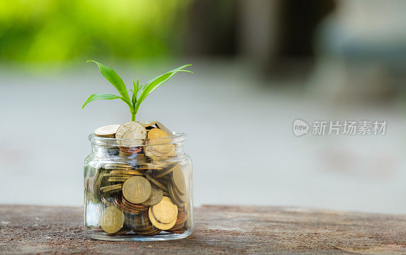 植物生长在硬币玻璃罐和概念省钱硬币。