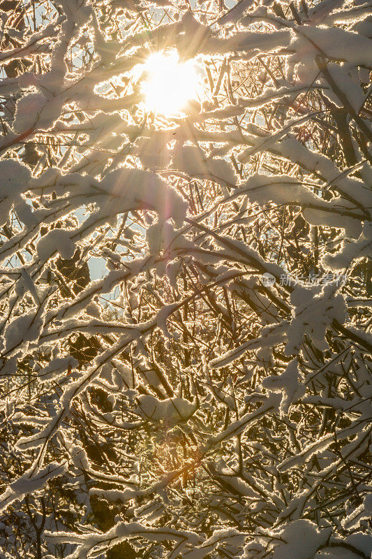 寒冷下雪天的明媚阳光