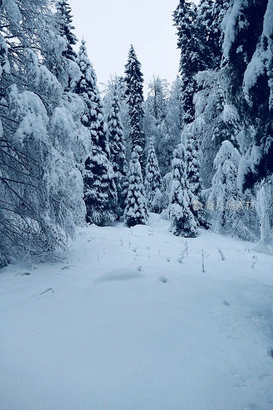 在欧洲阿尔卑斯山脉，冰雪覆盖的冬季景观和森林