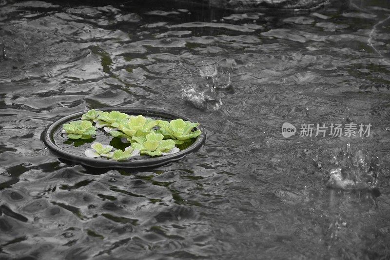 在雨中浇灌植物