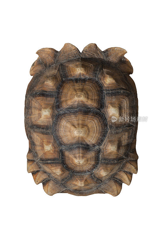 龟壳棕色的图案或纹理来自白色的背景，苏卡塔，非洲盾脊龟，特写