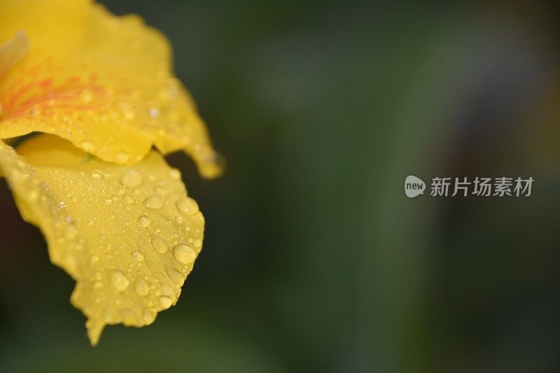 雨中的一朵黄花