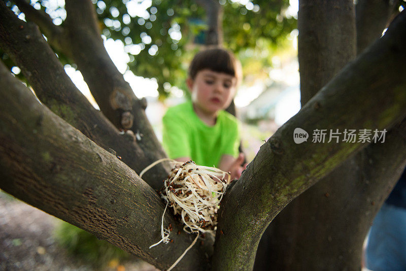 孩子把虫卵放在树上