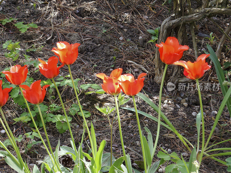 郁郁葱葱的英式农舍花园