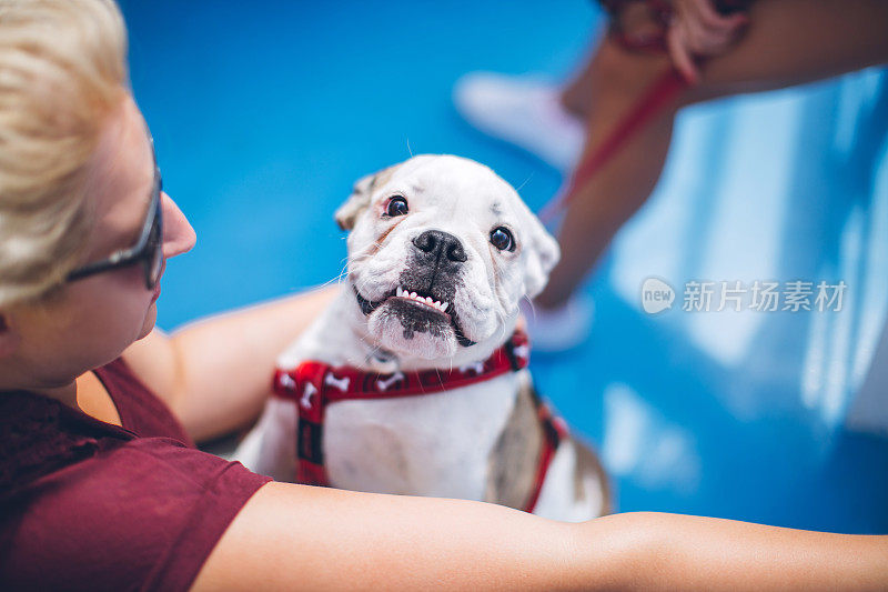 英国斗牛犬小狗和他的主人