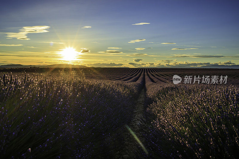 夕阳下的薰衣草田