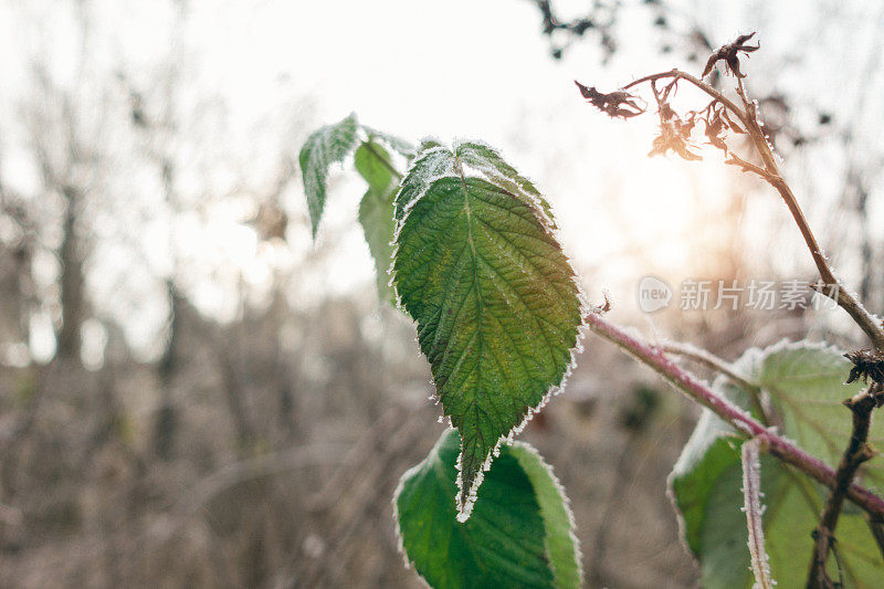 冬天的早晨，阳光透过冰冻的树叶