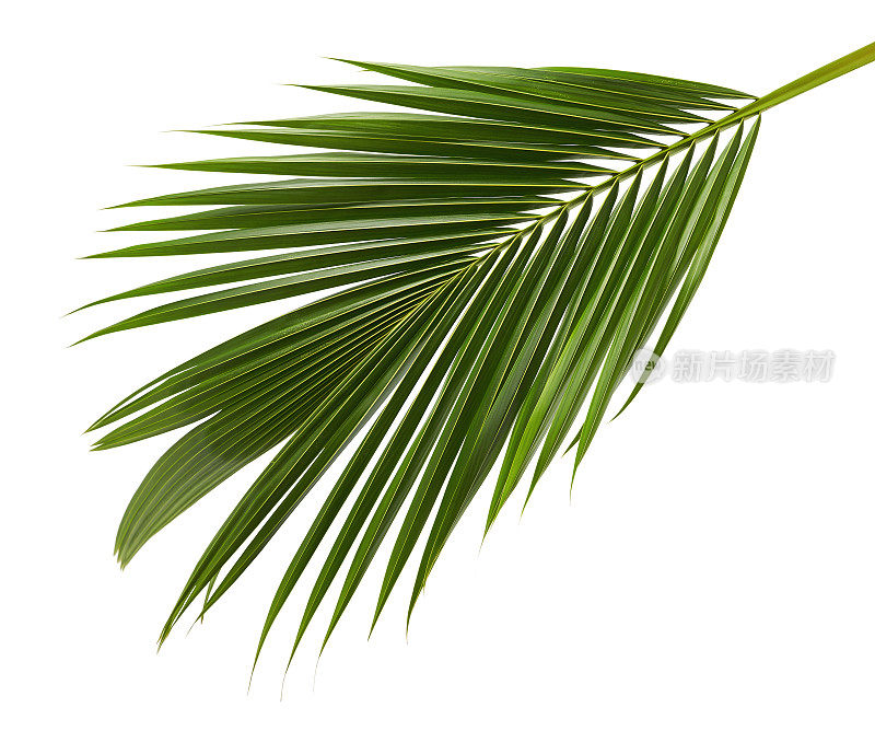 椰子叶或椰子叶，绿色的棕榈叶，热带叶孤立在白色的背景与修剪路径