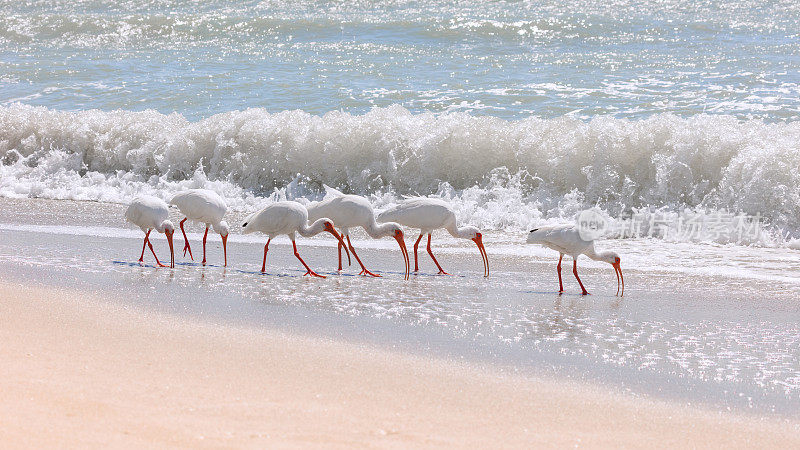 美国佛罗里达州萨尼贝尔岛海滩上的朱鹭