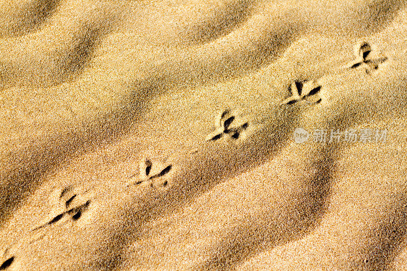 背景纹理:阳光下的沙子上的鸟的轨迹(特写)