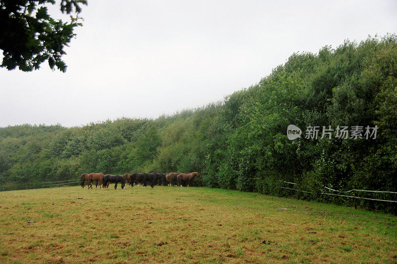 雨中的马