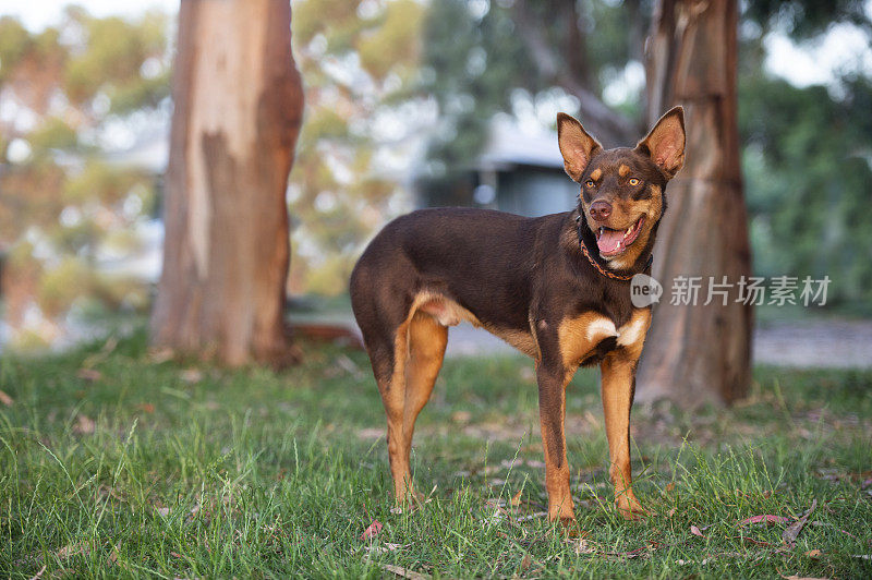 澳大利亚的工作犬