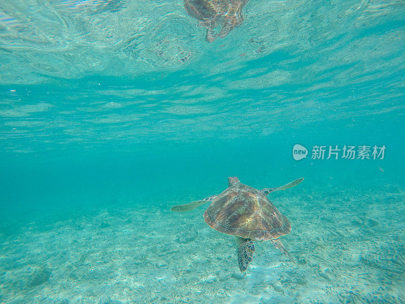 水下拍摄的绿海龟游泳