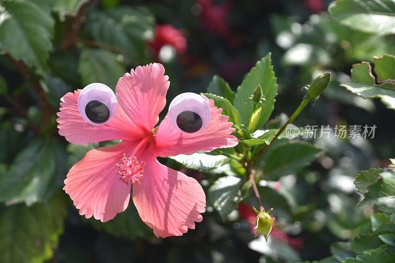 花眼睛