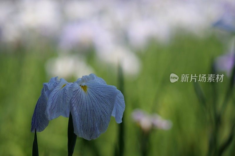 池塘里的蓝蝴蝶花