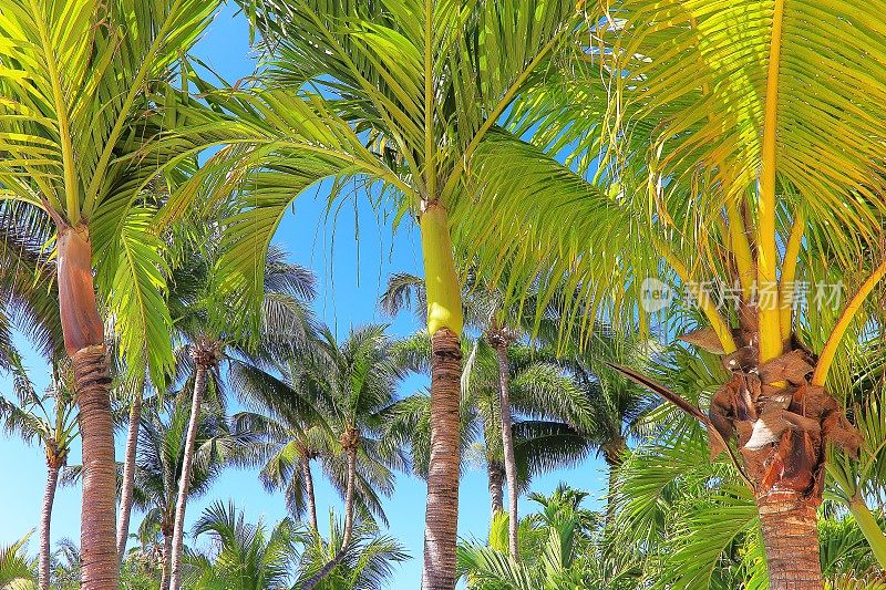 波利尼西亚热带放松，棕榈树叶下-夏威夷群岛，美国