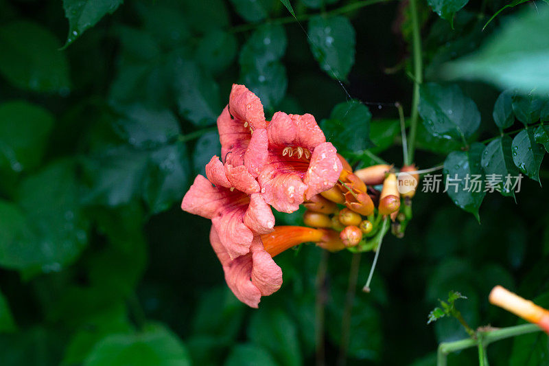 喇叭花在雨中盛开