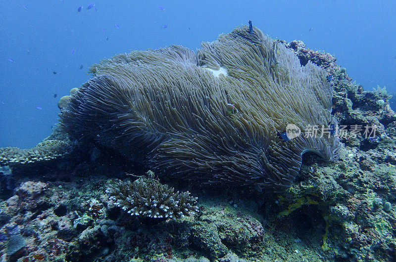 海葵，宁格鲁礁，西澳大利亚