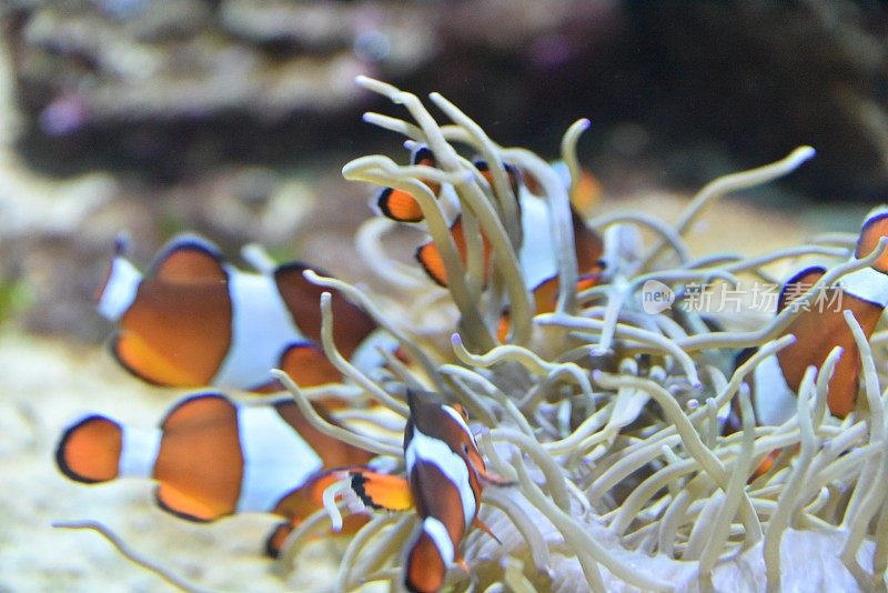 Amphiprioninae小丑鱼