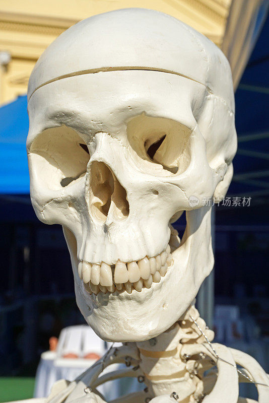 一个解剖模型的头骨