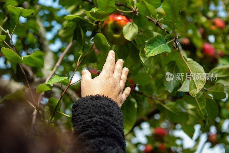 女人伸手去摘苹果