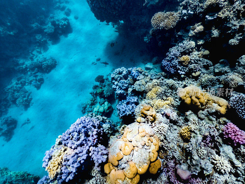 红海彩色珊瑚礁