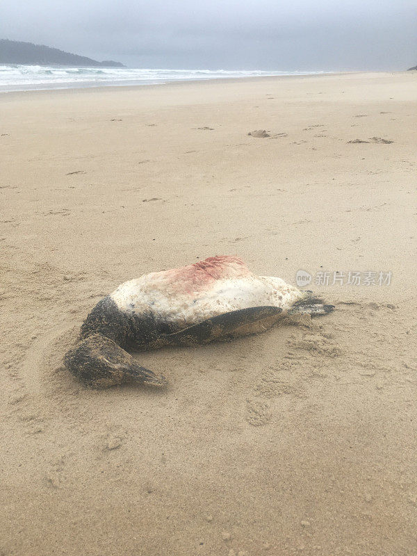 在Florianópoli海滩上死去的企鹅