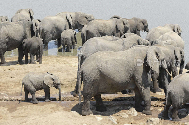 非洲象Loxodonta非洲象群饮用津巴布韦Masuma大坝