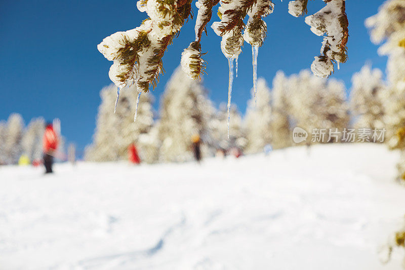 山上的冬季景色美极了。冬天的场景。当人们在背景上滑雪时，把注意力集中在白雪覆盖的松枝上