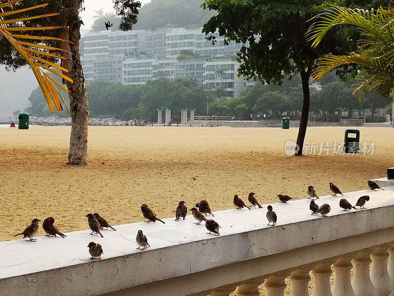 香港浅水湾泳滩的雀鸟