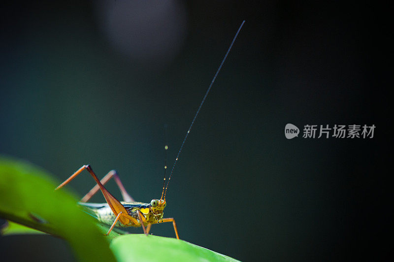 蚱蜢在绿叶上靠近