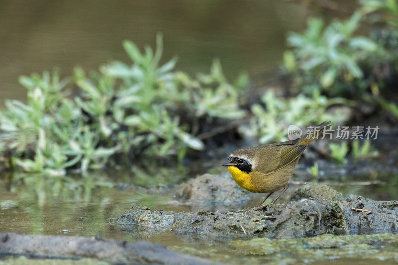 男性常见Yellowthroat