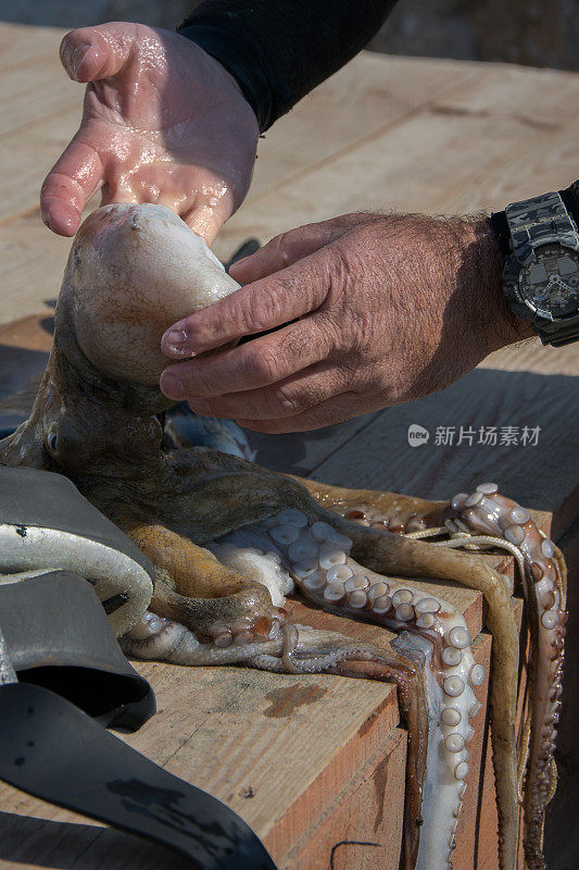 水肺潜水员的嗉囊视图成年男子在海边与新鲜捕获的章鱼和鱼叉捕鱼设备(鳍，鱼叉)